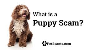 You'll find below all the articles written in the puppy category of this site. How Does A Puppy Scam Work Petscams Com