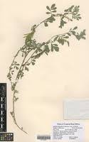 Image result for Indigofera schimperi