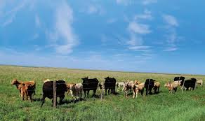 NMS July 2023 by Livestock Publishers - Issuu