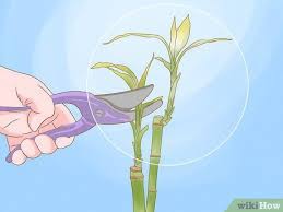 The best way to care for them is up for debate: How To Trim Lucky Bamboo Plants 11 Steps With Pictures