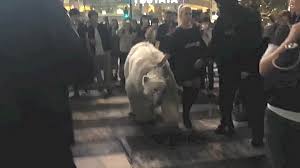 There have been many satirical memes about russia's announcement one of the most popular being shared portrays mr putin riding a bear with a giant syringe strapped to his back. Tag Polar Bear Soranews24 Japan News