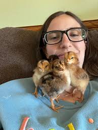 Incubator issues causing delayed chick development. What could be wrong?