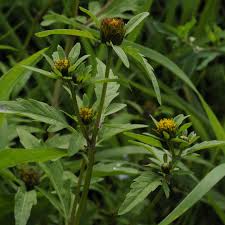 Image result for Bidens grantii
