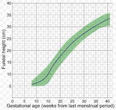 Fundal Height Gestational Age Uterus Growth Chart Human