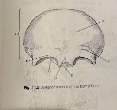 Image result for Frontal Bone