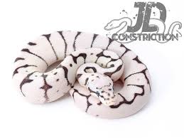 Axanthic Black And White Ball Python Axanthic Fire Bee Snake Keeper Line Morph List World Of Ball Pythons Ball Python Pet Ball Python Morphs Ball Python