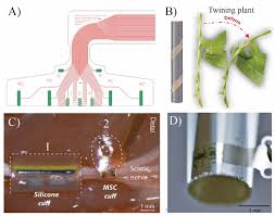 Bioelectronic medicine for the autonomic nervous system: clinical  applications and perspectives