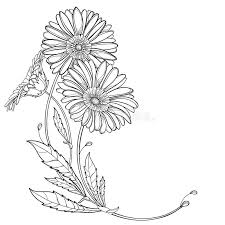 Zeichnung Gerbera Stock Illustrationen Vektoren Kliparts 569 Stock Illustrationen