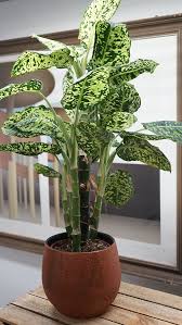 Chinese Evergreen In 2020 Variegated Plants Plants Dieffenbachia Houseplant