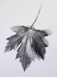 Pencil Drawing Leaf Google Search Drawings Leaves Sketch Art