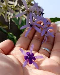Image result for Petrea volubilis