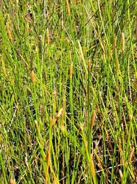 Image result for Eleocharis setifolia
