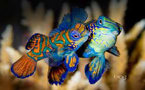 Bing Wallpaper Pack 1920x1200 Week 38 Hq Wallpapers Mandarin Fish Fish Animals