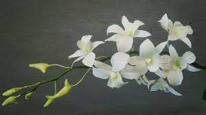 Abc Tv Hướng Dẫn Lam Lan Dendro Trắng Từ Giấy Nhun Hướng Dẫn Thủ Cong Paper Flower Art Paper Flowers Paper Flower Video