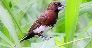 The White Bellied Munia Lonchura Leucogastra Bird Species Beautiful Creatures Passerine Bird