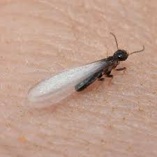 Hire the best termite control companies in charlotte, nc on homeadvisor. Western Subterranean Termites Exterminators Las Vegas Henderson