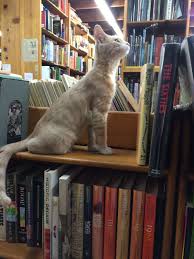 That Is A Girlish Thing To Want To Do Yes Bookstore Cats Cat Books Cats