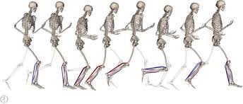 The flexor hallucis longus muscle tendon unit starts from the back of your leg. Foot Strike Pattern During Running Alters Muscle Tendon Dynamics Of The Gastrocnemius And The Soleus Scientific Reports