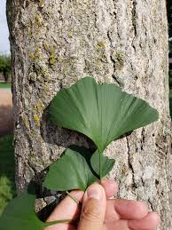 Image result for Ginkgoaceae