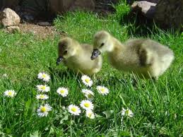 Apply goose deterrent liquid to the lawn areas where geese feed or congregate to keep geese off the lawn. How To Care For Geese And Goslings Nature S Ecological Lawn Mowers Pethelpful