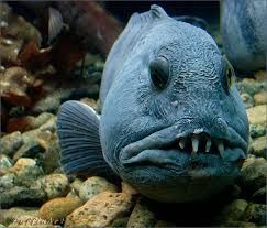 This Is One Of The Most Gorgeous Fish I Ve Ever Laid Eyes On Deep Sea Creatures Saltwater Aquarium Fish Weird Fish