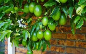 Nov 06, 2020 · passion fruit plants are heavy eaters, so you will need to provide plenty of water and fertilizer throughout the growing season. Growing Passionfruit Kings Plant Doctor