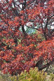 Image result for Ficus ingens