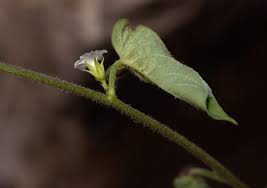 Image result for Ipomoea plebeia