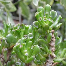 Image result for Crassula hobbit