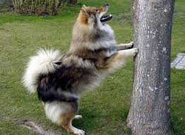 Browse thru our id verified puppy for sale listings to find your perfect puppy in your area. 64 Eurasier Puppies Ideas Eurasier Puppies Dogs