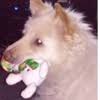 Pet care services hoboken & jersey city. Best 30 Dog Grooming In Horizon City Tx With Reviews Yp Com