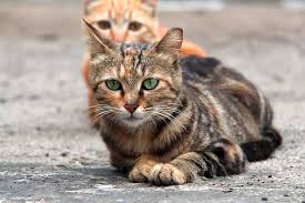 Sie ist plötzlich extrem unruhig, wälzt sich wann sollte jede katze sterilisiert/kastriert werden? Das Sexualverhalten Von Kater Und Katze Die Schweizer Plattform Fur Kostenlose Tierinserate