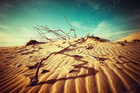 Trova immagini stock hd a tema paesaggio estivo soleggiato. Deserto Paesaggio Con Piante Morte In Dune Di Sabbia Sotto Foto D Archivio Crushpixel