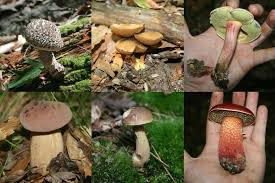 Image result for Boletus variipes