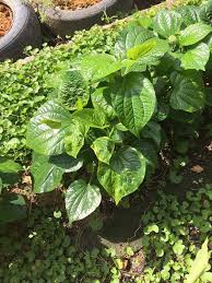 Tanaman dengan nama latin sauropus androgynus l.merr. Daun Kaduk Bukan Je Sedap Tapi Bagus Untuk Kesihatan Keluarga