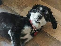 Licensed as an animal shelter (yes, we are a shelter!!), we accept dogs from the general public, as well as rescue, homeless, abandoned and unwanted dogs and puppies. Tiny Paws Rescue