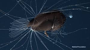 Angler fish size to human. A Blind Date In The Deep Sea First Ever Observations Of A Living Anglerfish A Female With Her Tiny Mate Coupled For Life Uw News