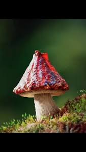 Image result for site:byggahus.se Macro