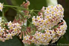 Image result for Rogiera amoena