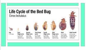 bed bug photos bc bed bug expert bed bugs rid of bed bugs bed bug bites