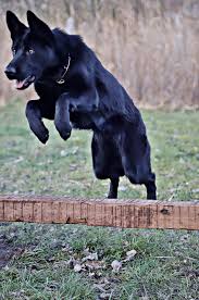 A german shepherd can become quite a menace as well. Black German Shepherd Beauty Jump Free Photo On Pixabay