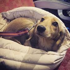 Fleur De Force On Instagram On The Train To London Town With The Piggle Wiggle She Was A Bit Miffed We Weren T In First Class Di Diva Dogs Puppies Animals