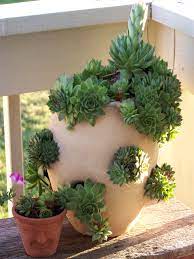 I don't know of anybody or any book that refers to this plant as hens and chickens. Pin By Janel Warner On Succulents Succulent Garden Diy Planting Succulents Plants