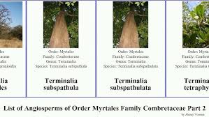 Image result for Terminalia phanerophlebia