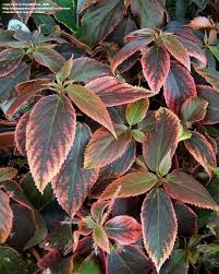 Image result for Acalypha sonderiana