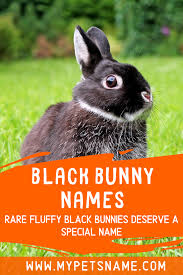 Black And White Bunny Names Boy Black Bunny Names Bunny Names Black Bunny Cute Pet Names