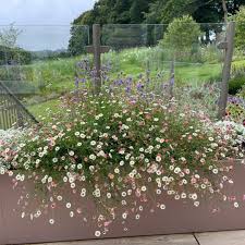 Image result for Erigeron karvinskianus