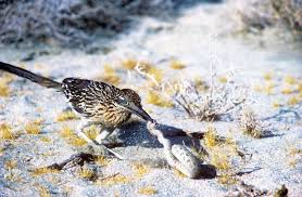 It is a division of star cinema. California Desert Roadrunners Disappear Each Winter Here S Why