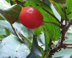Image result for Celtis mildbraedii