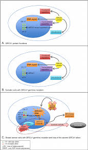 Image result for BRCA1